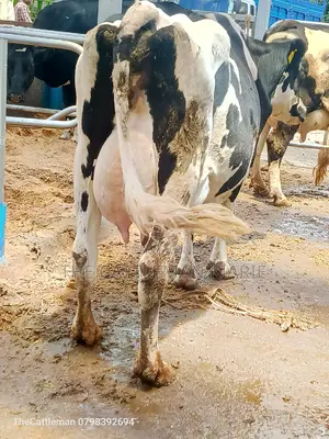 Pedigree Friesian Holstein
