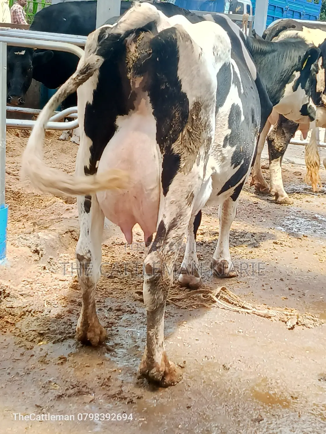 Pedigree Friesian Holstein
