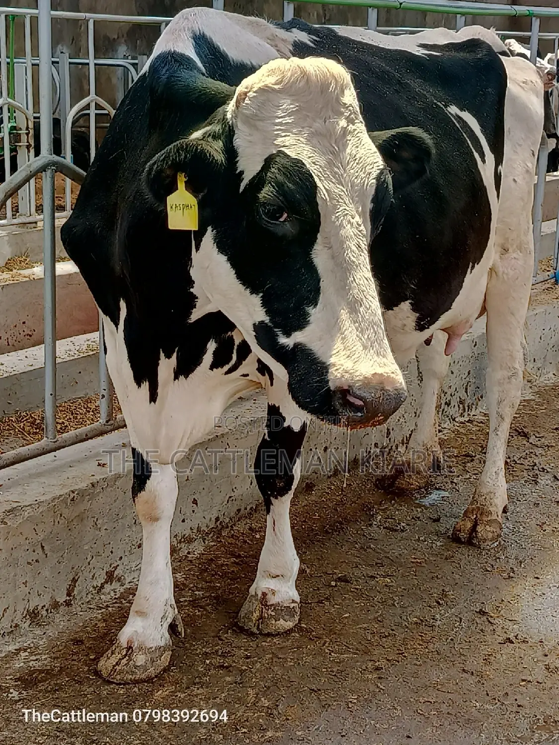 Pedigree Friesian Holstein