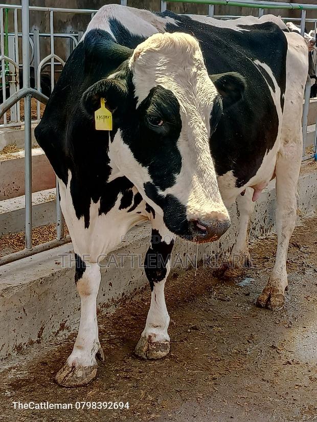 Pedigree Friesian Holstein - thumbnail 6