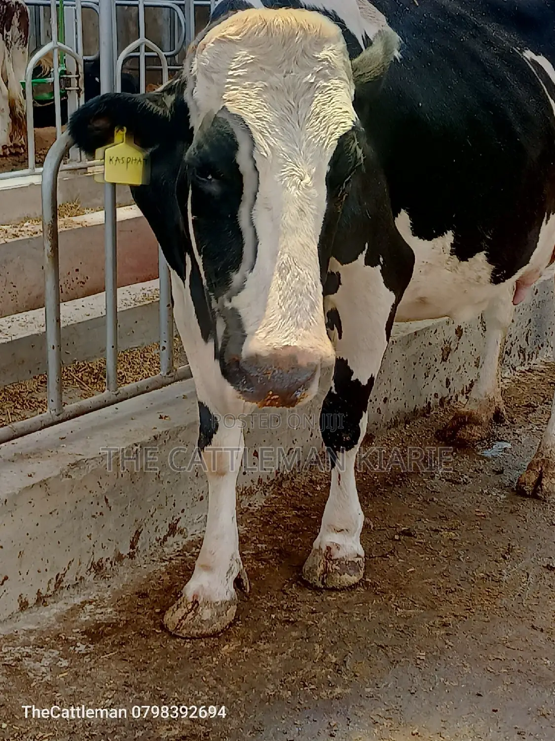 Pedigree Friesian Holstein