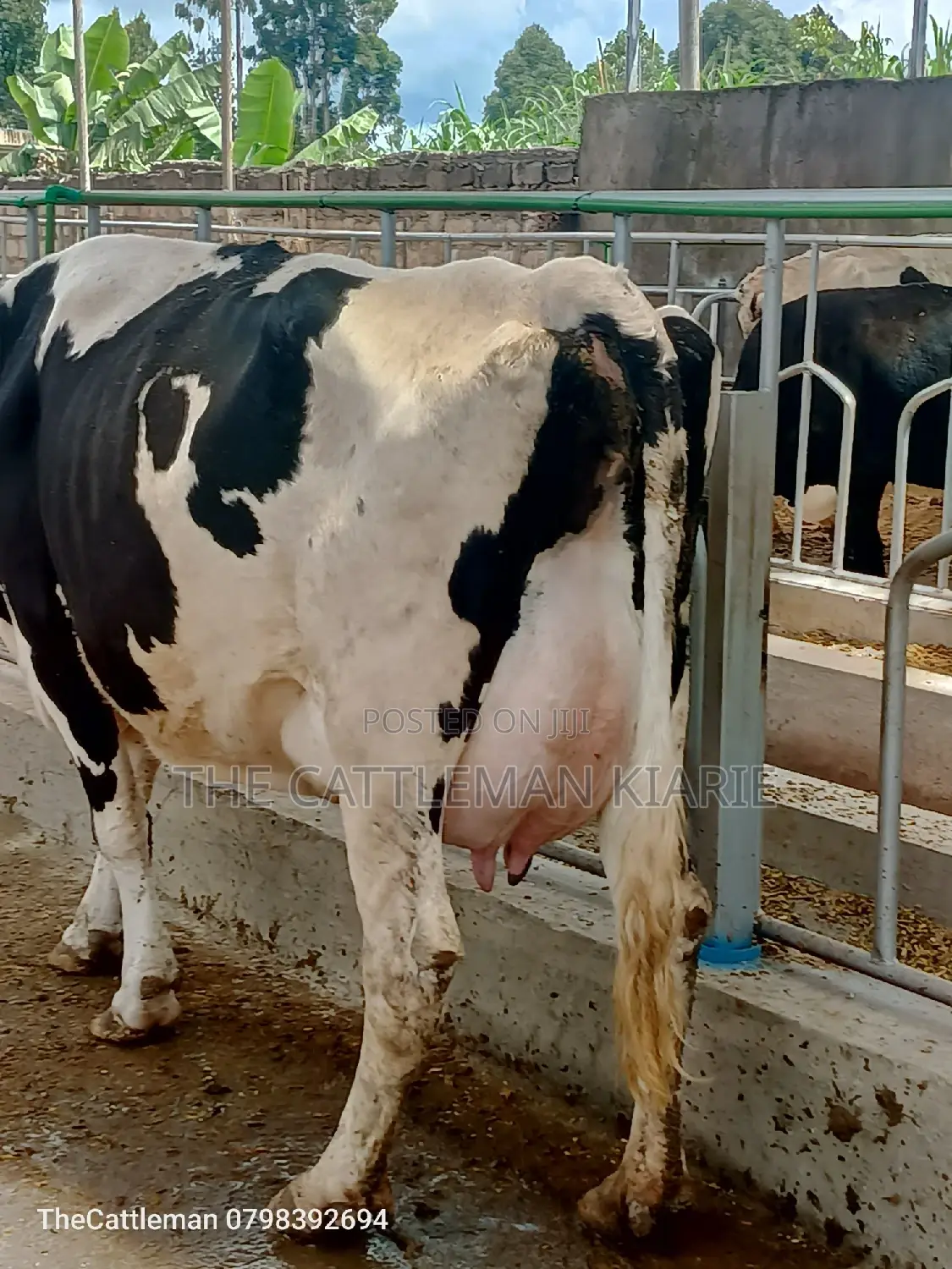 Pedigree Friesian Holstein