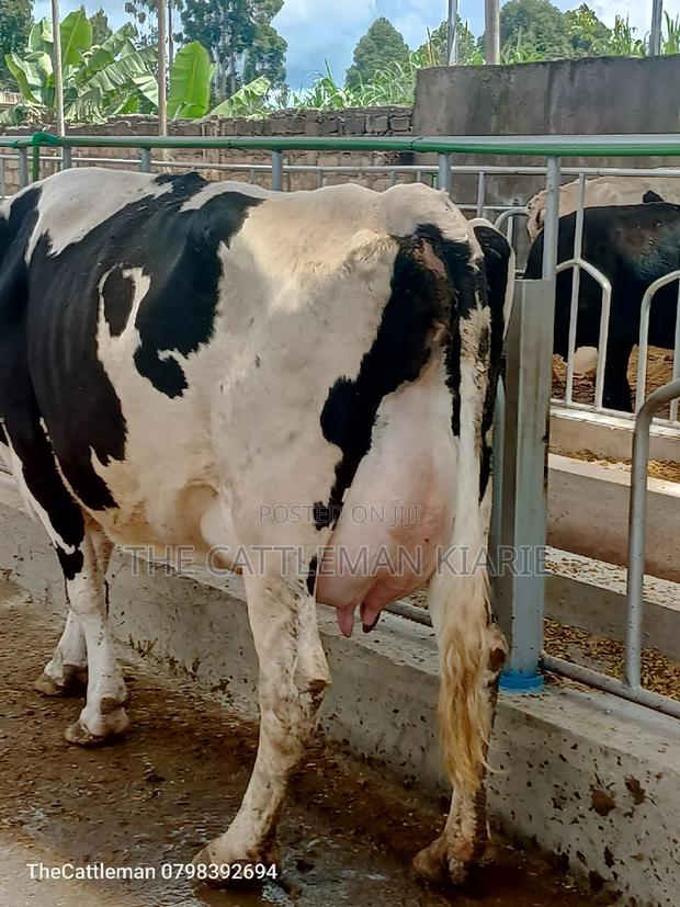 Pedigree Friesian Holstein - thumbnail 8