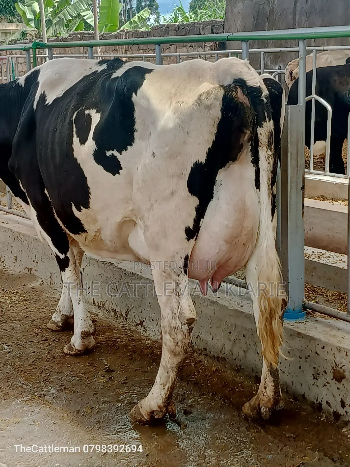 Pedigree Friesian Holstein