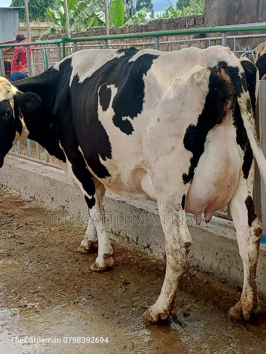 Pedigree Friesian Holstein