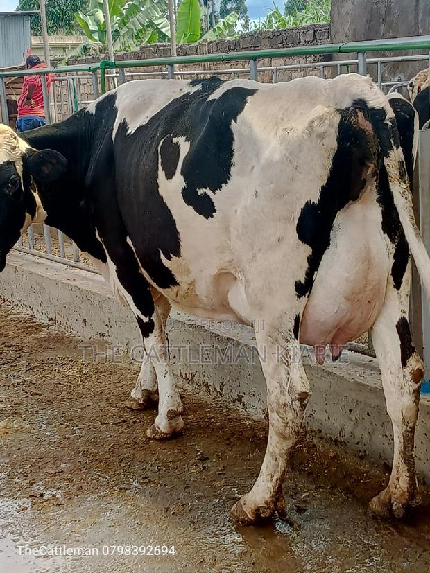 Pedigree Friesian Holstein - thumbnail 10