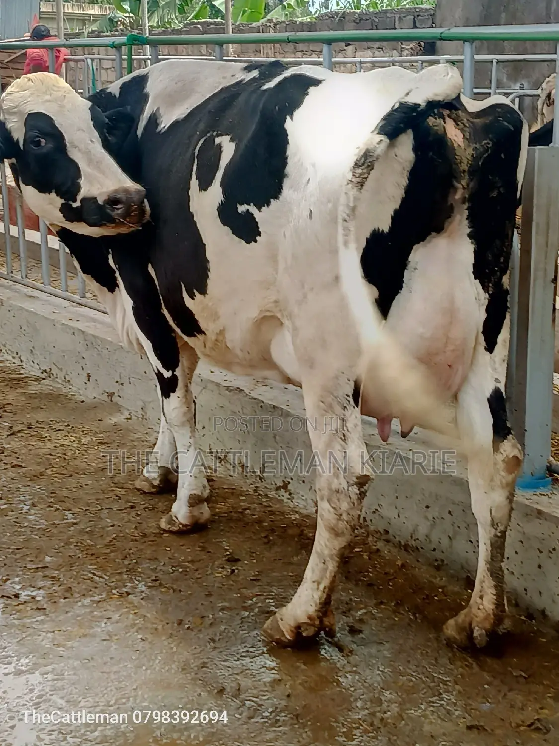 Pedigree Friesian Holstein