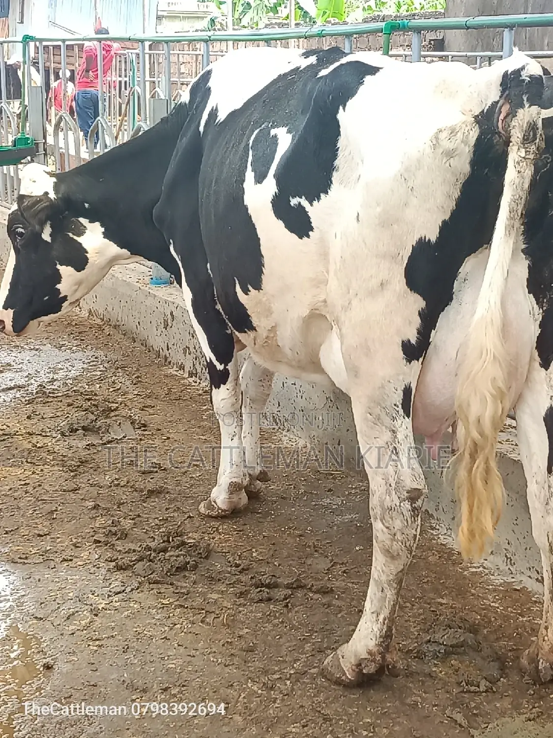 Pedigree Friesian Holstein