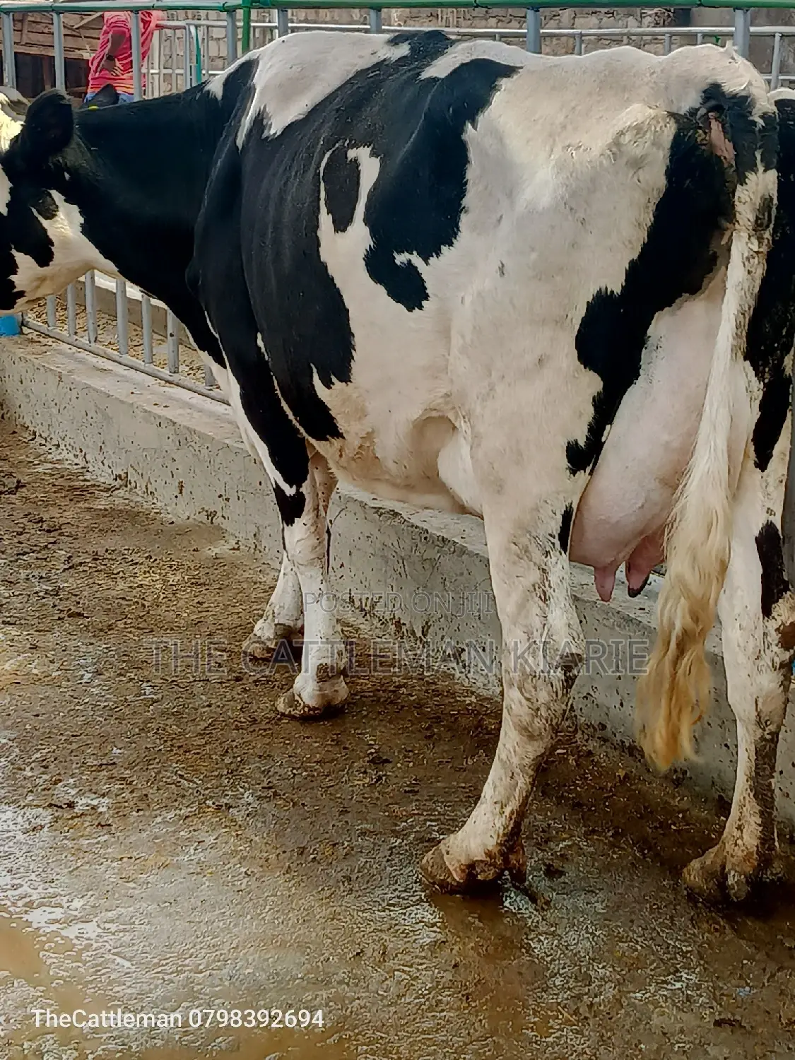 Pedigree Friesian Holstein