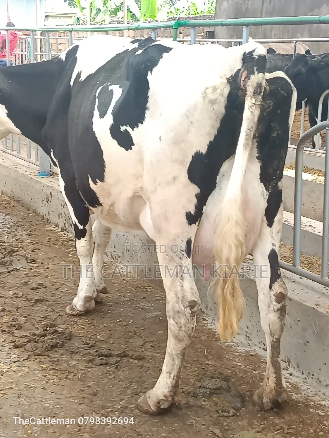 Pedigree Friesian Holstein