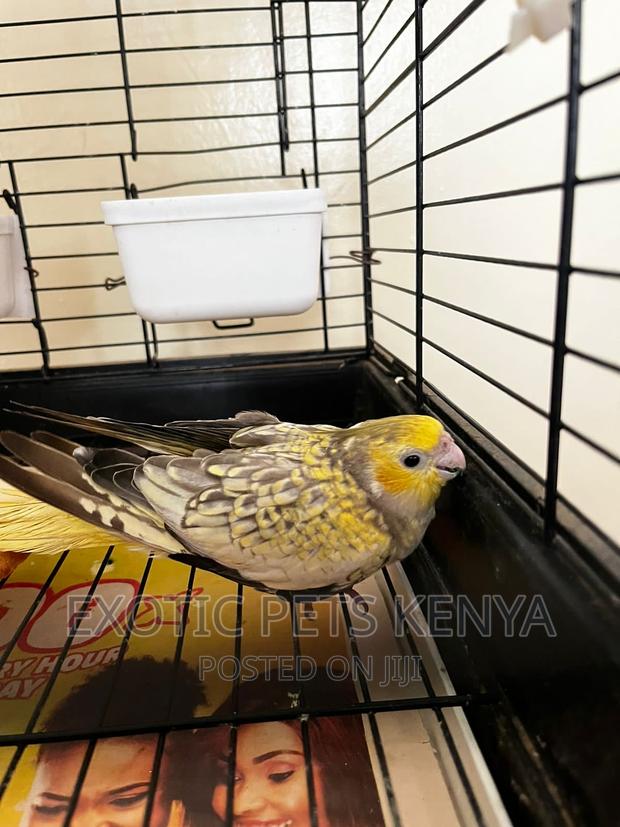 Pearl Cockatiel - main view