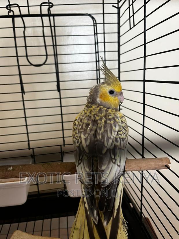 Pearl Cockatiel - thumbnail 3