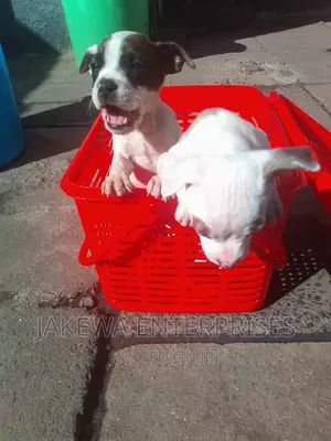 Dog Boarding Service