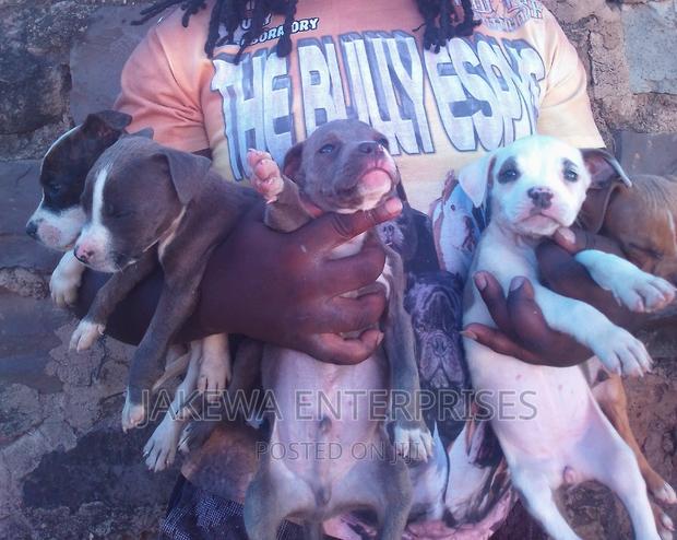 1-3 months Female Purebred American Bully