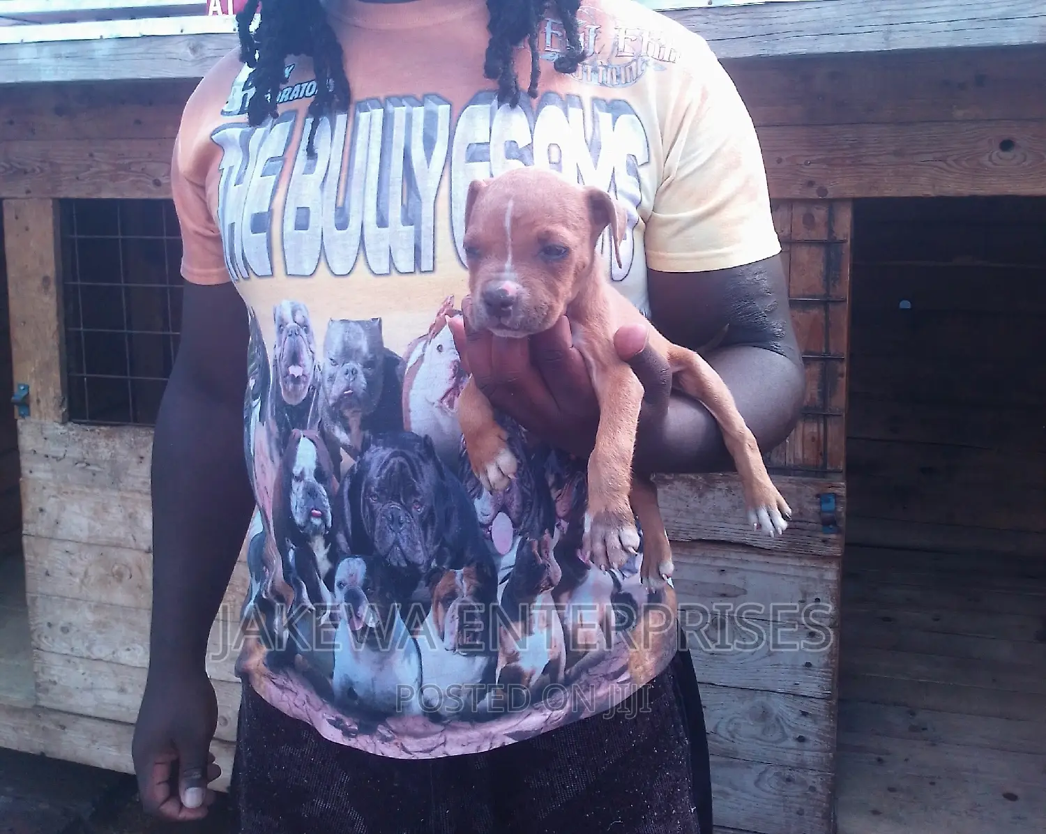 1-3 months Female Purebred American Bully