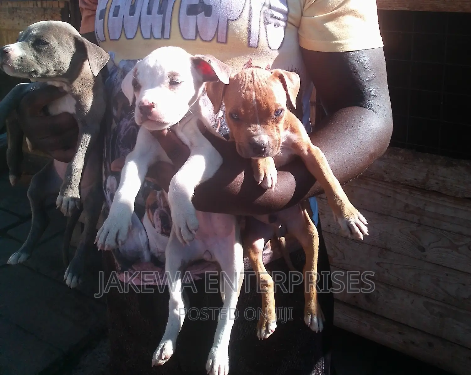 1-3 months Female Purebred American Bully