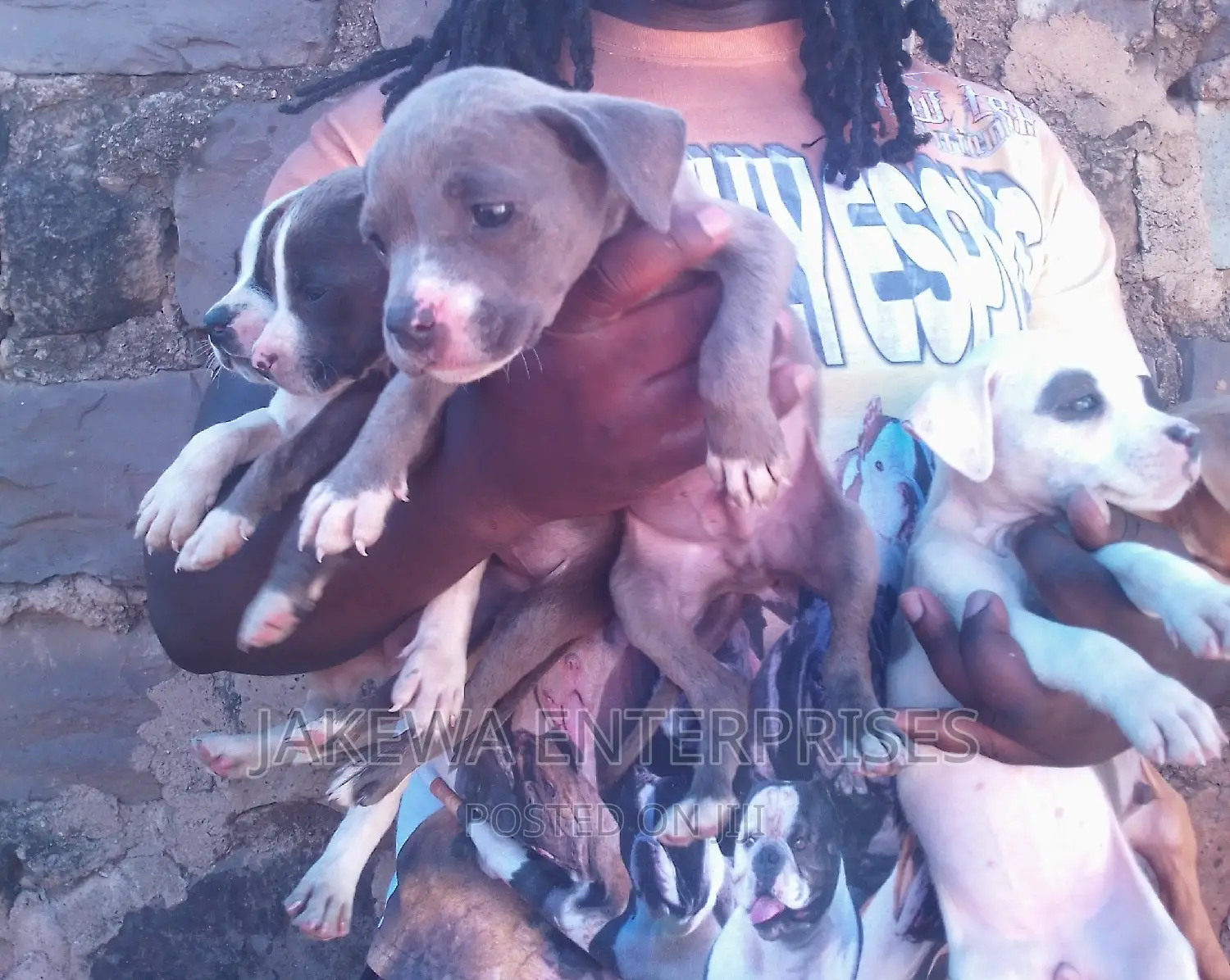 1-3 months Female Purebred American Bully