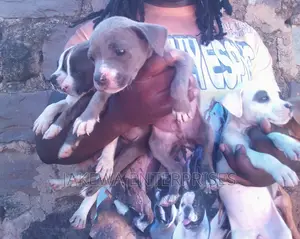 1-3 months Female Purebred American Bully