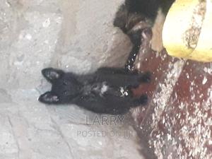 1-3 months Female Purebred German Shepherd - thumbnail 2