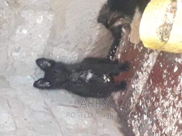 1-3 months Female Purebred German Shepherd - main view