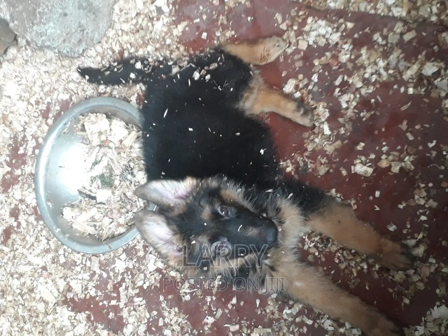 1-3 months Female Purebred German Shepherd