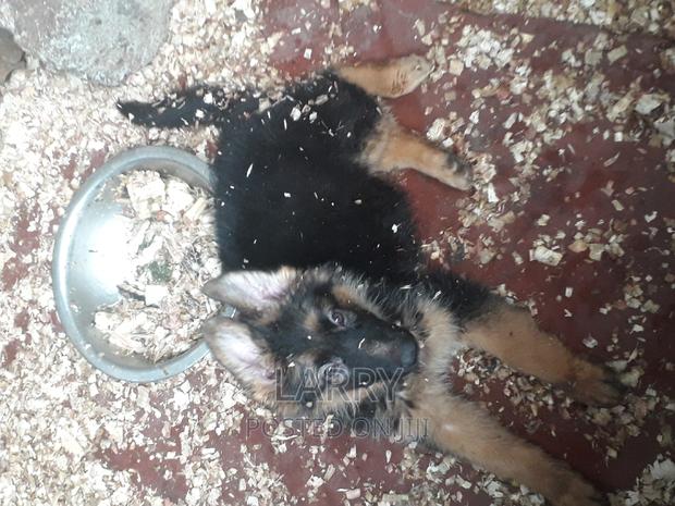 1-3 months Female Purebred German Shepherd - main view
