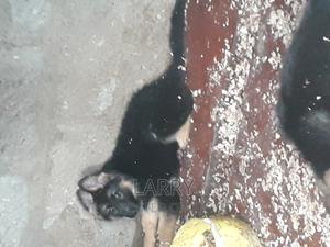 1-3 months Female Purebred German Shepherd - thumbnail 2