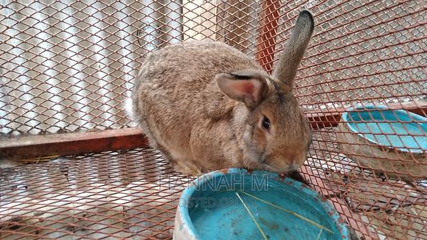 Hybrid Rabbits - thumbnail 7
