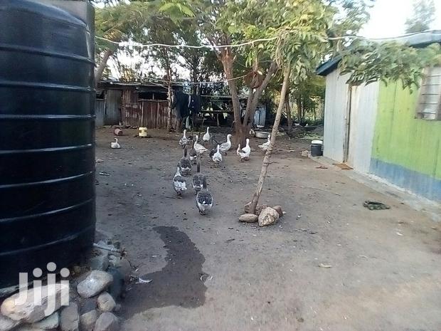 Bata Bukini (Goose) Pair - thumbnail 20