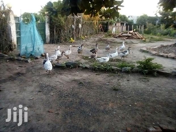 Bata Bukini (Goose) Pair - thumbnail 21