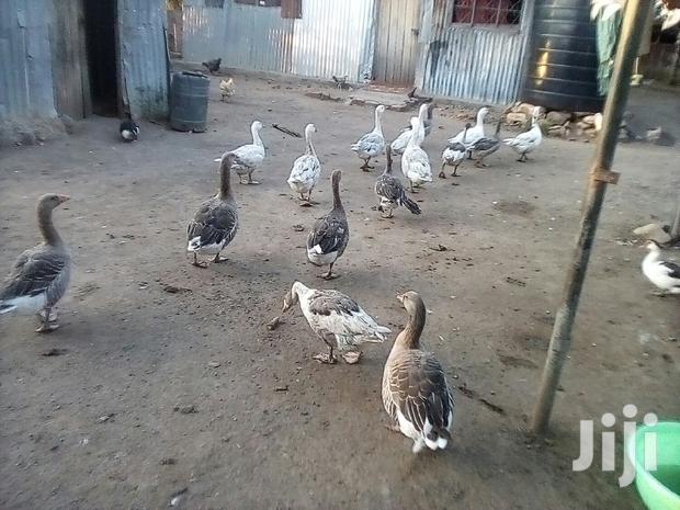 Bata Bukini (Goose) Pair - main view