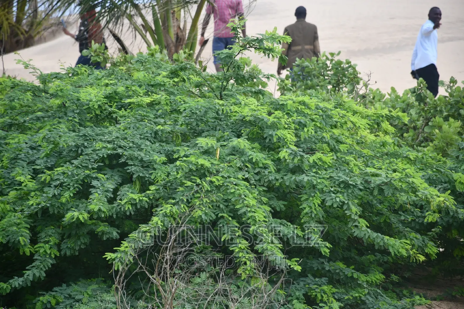 6M Beach Land for Sale Mamburui Malindi
