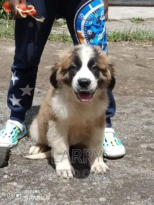 1-3 months Female Purebred Saint Bernard