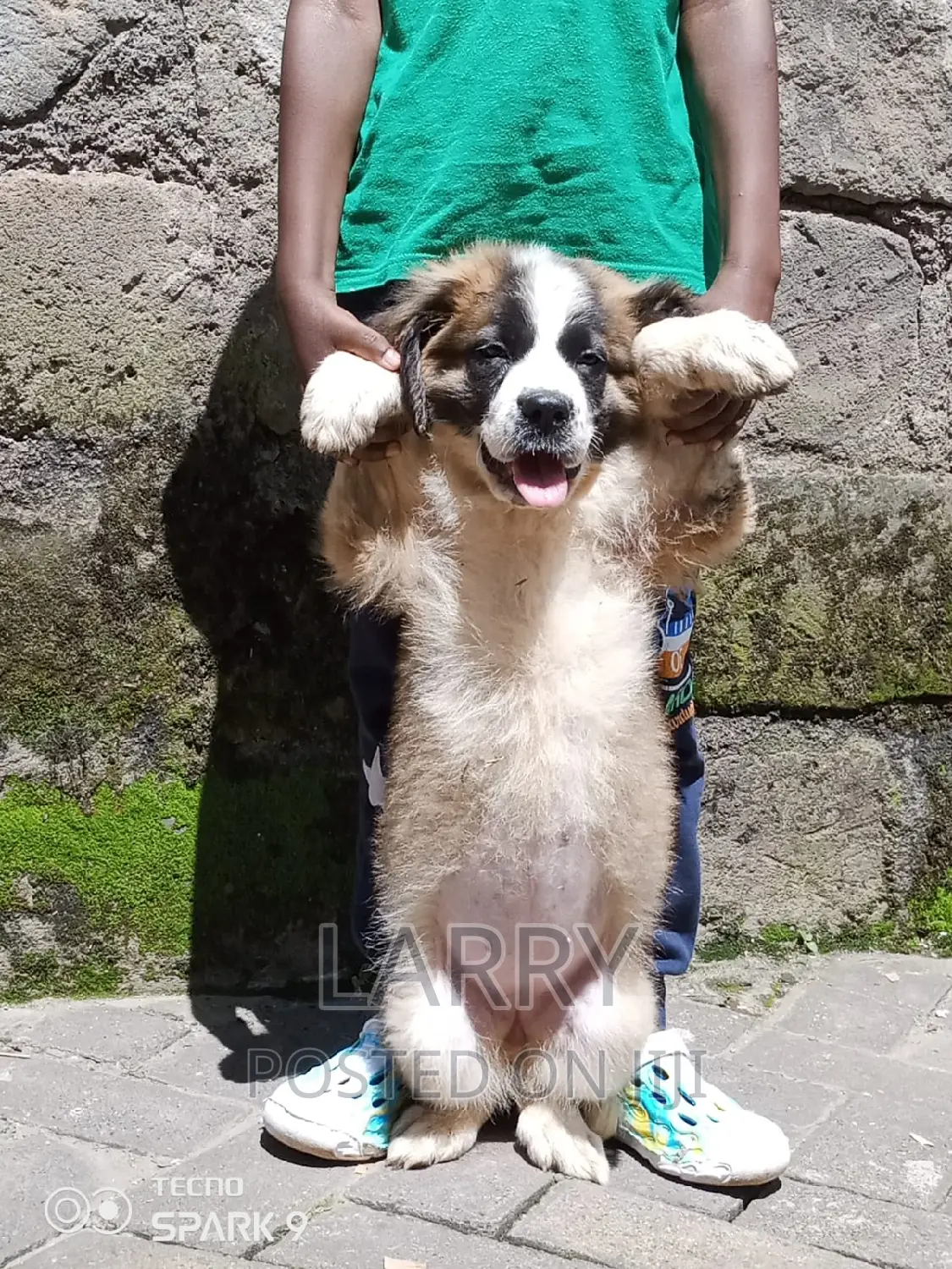 1-3 months Female Purebred Saint Bernard
