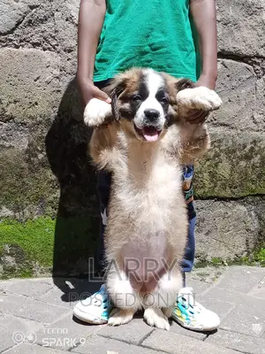 1-3 months Female Purebred Saint Bernard