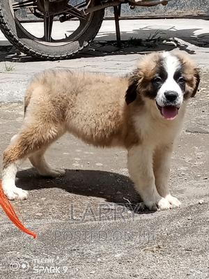 1-3 months Female Purebred Saint Bernard - thumbnail 2