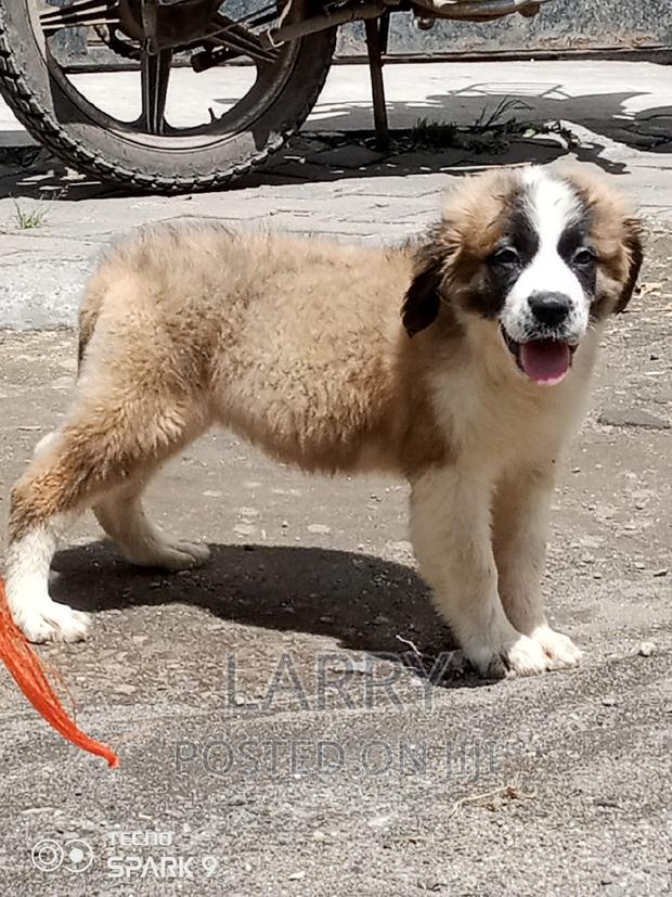1-3 months Female Purebred Saint Bernard - main view