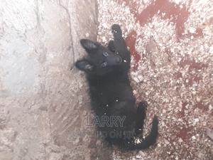 1-3 months Female Purebred German Shepherd - thumbnail 2