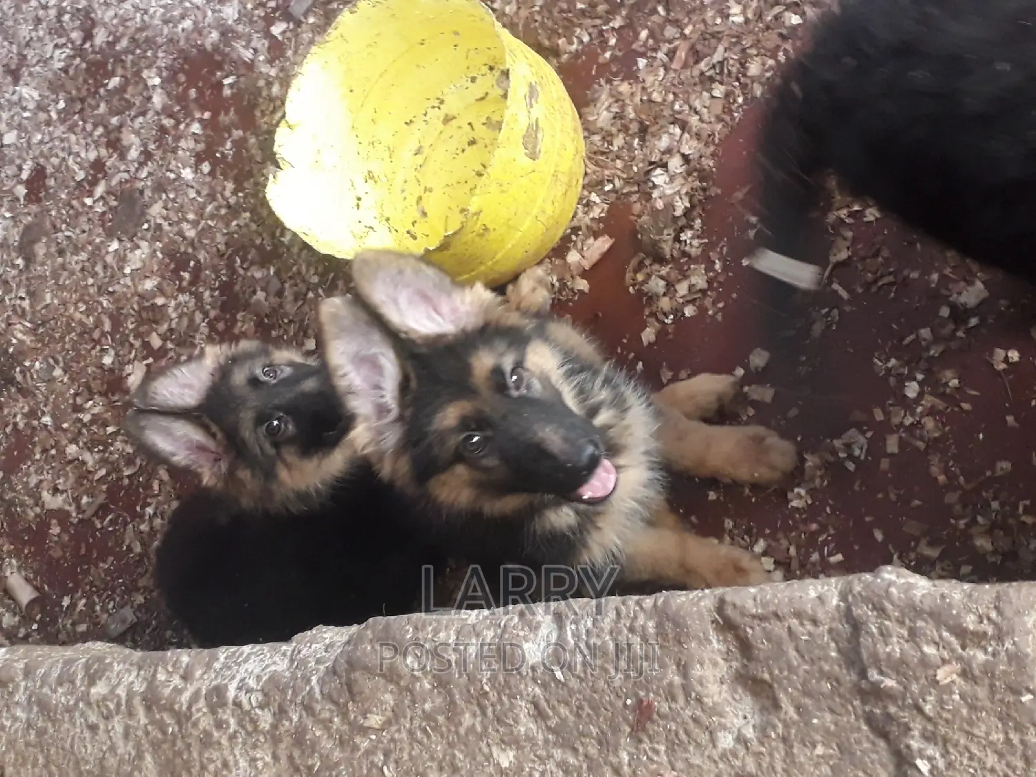 1-3 months Female Purebred German Shepherd