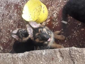 1-3 months Female Purebred German Shepherd - thumbnail 2