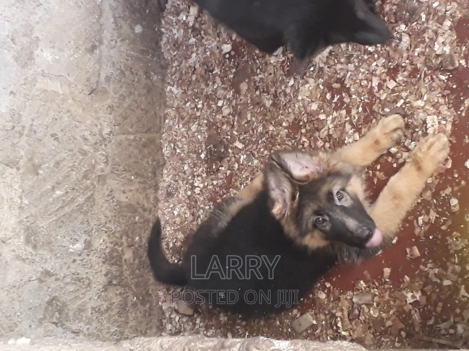 1-3 months Female Purebred German Shepherd