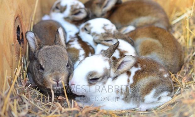 M-West Rabbitry - main view