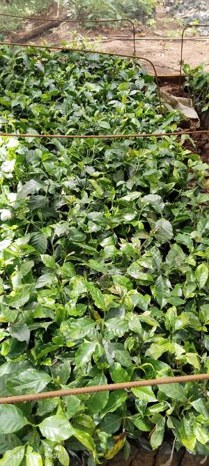 Grafted Coffee Seedlings - thumbnail 2