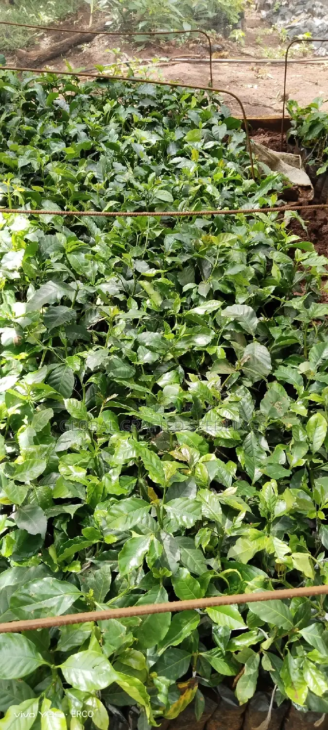Grafted Coffee Seedlings