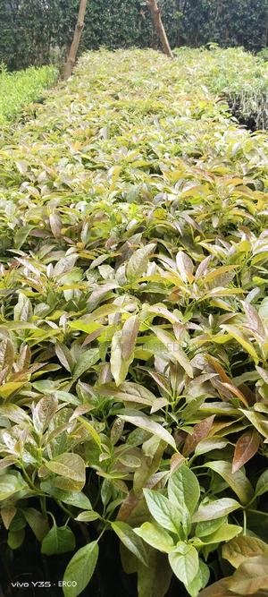 Hass Avocado Seedlings - thumbnail 2