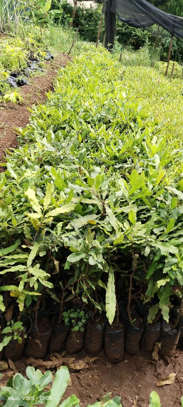 Macadamia Seedlings - main view