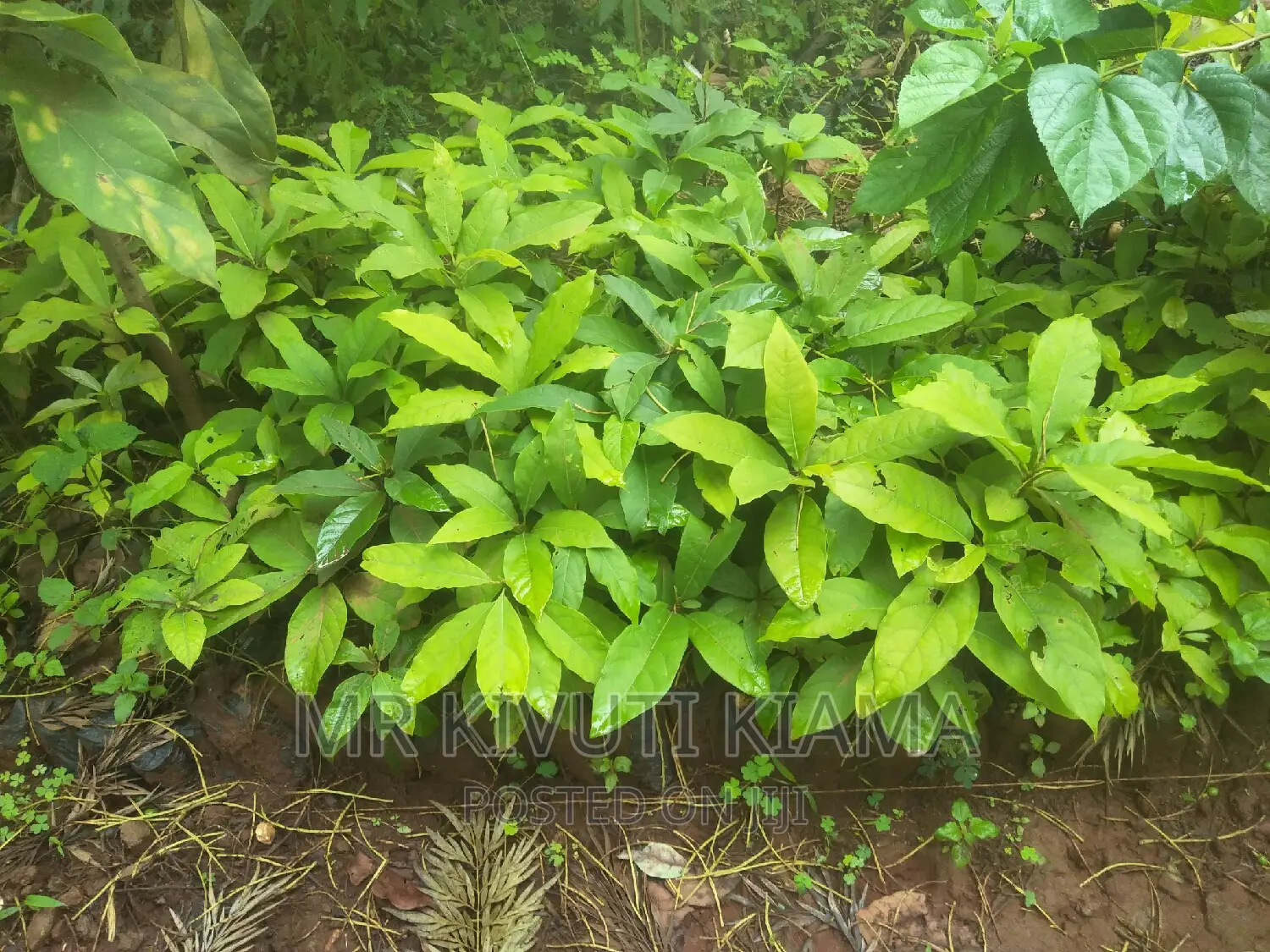 Grafted Hass Ovacado Seedlings