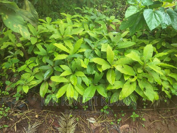 Grafted Hass Ovacado Seedlings - main view