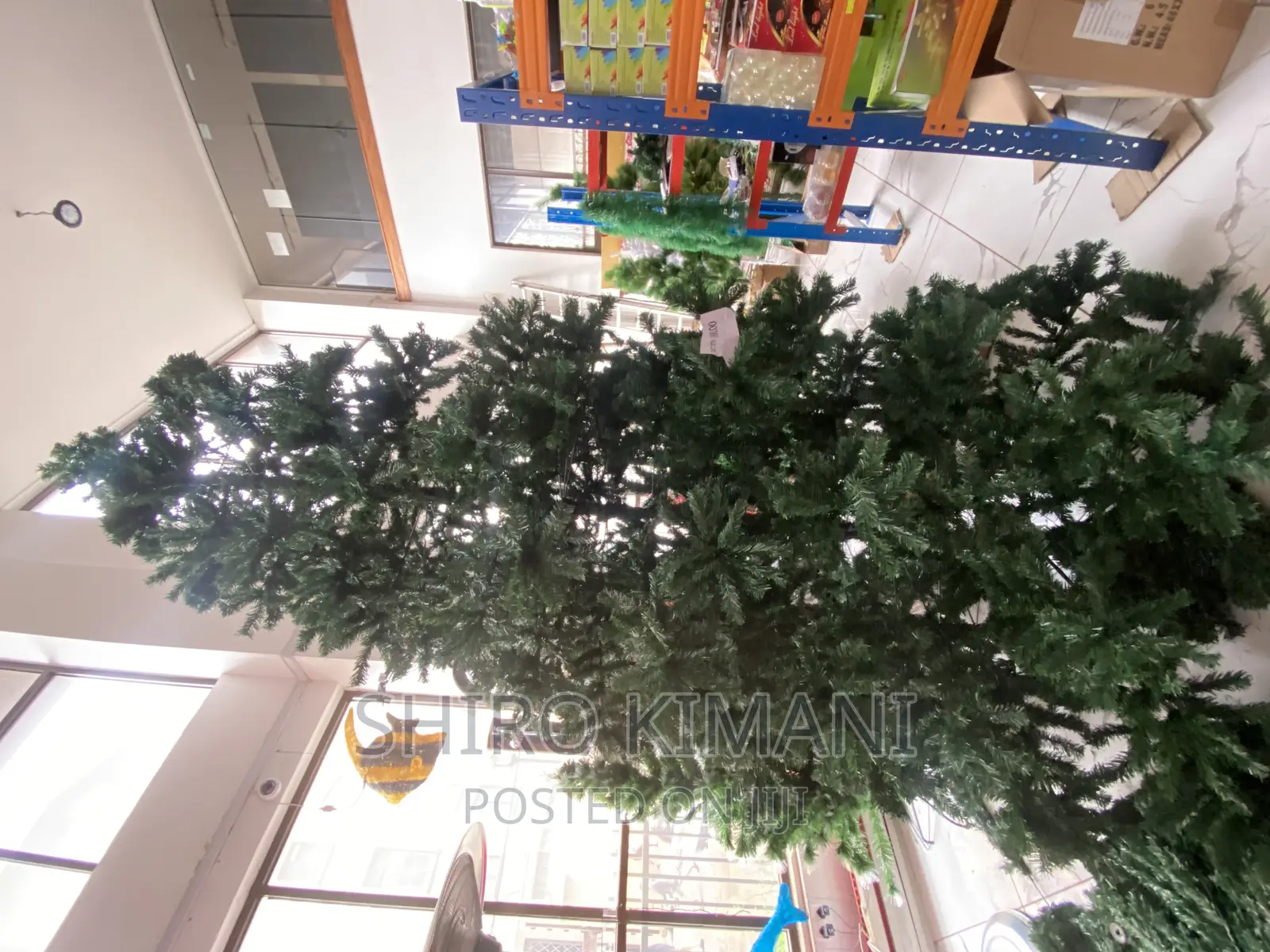 Best Christmas Tree 12 Feet Available