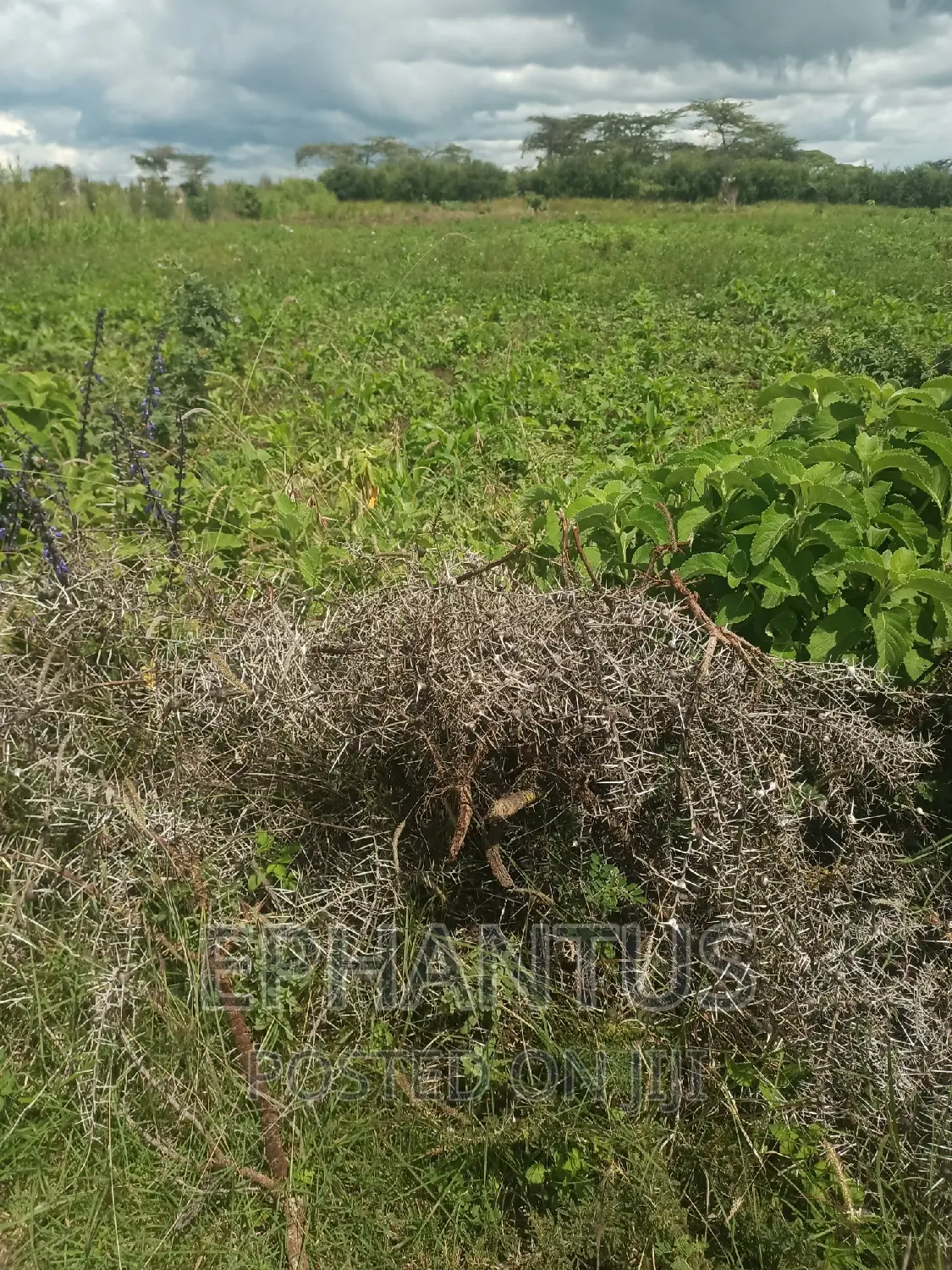 Distress Sale 1/4 Plot in Joska